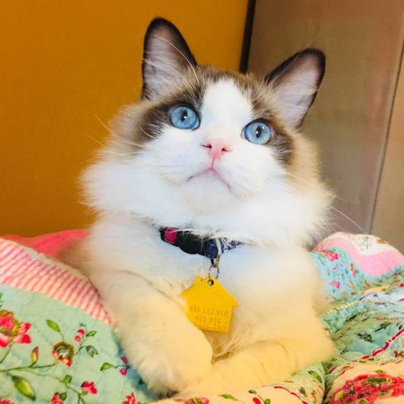 Meet your Posher, Syed - Picture 1 of 1